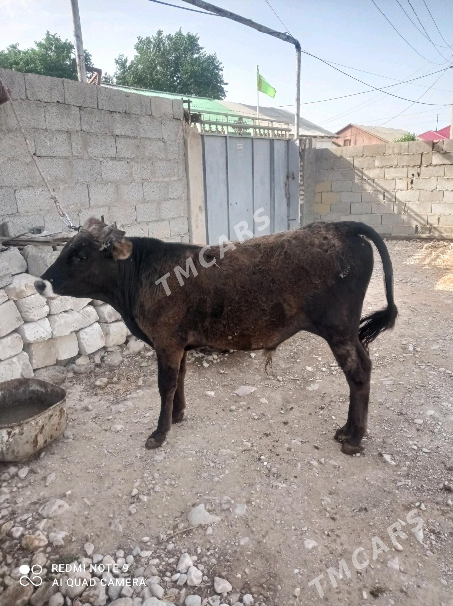 öküz - Balkanabat - img 2