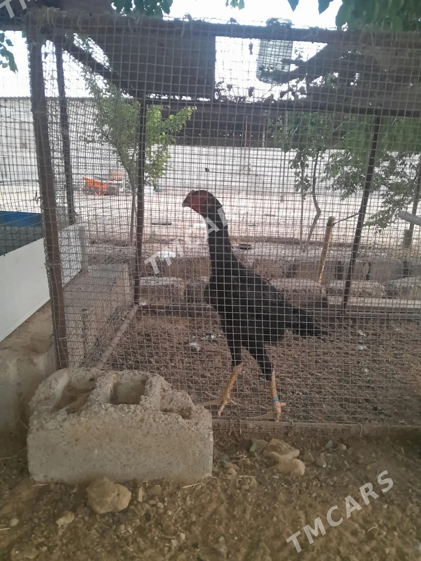 Özbek taşkent - Änew - img 2