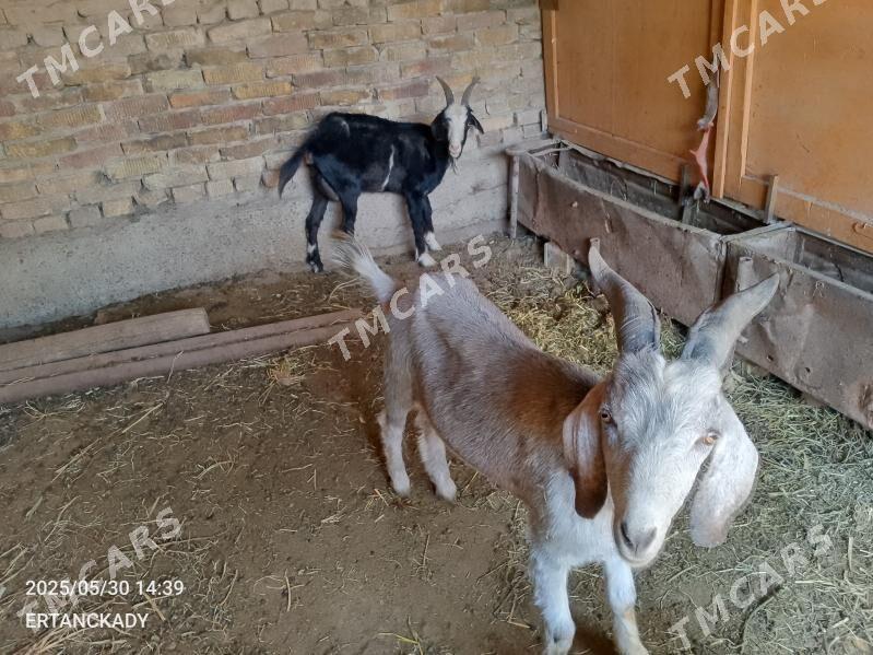 Geci - Дашогуз - img 2