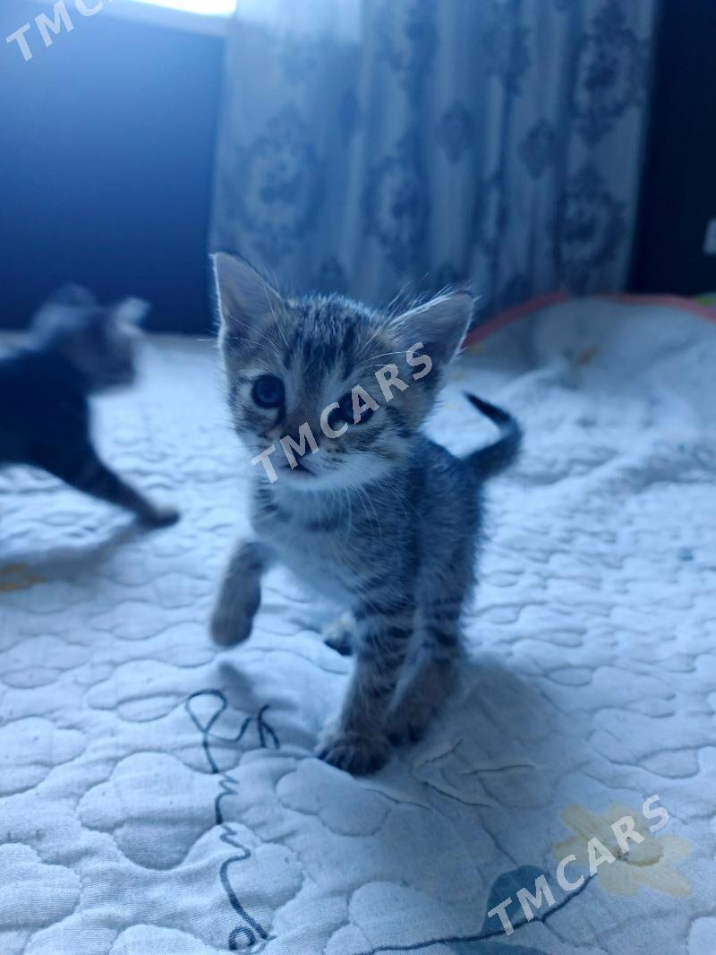 Отдам в добрые руки - Бузмеин ГРЭС - img 2
