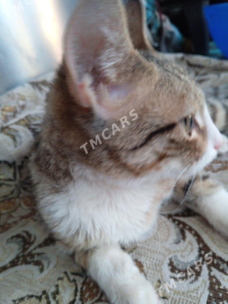 milka - Mary - img 1