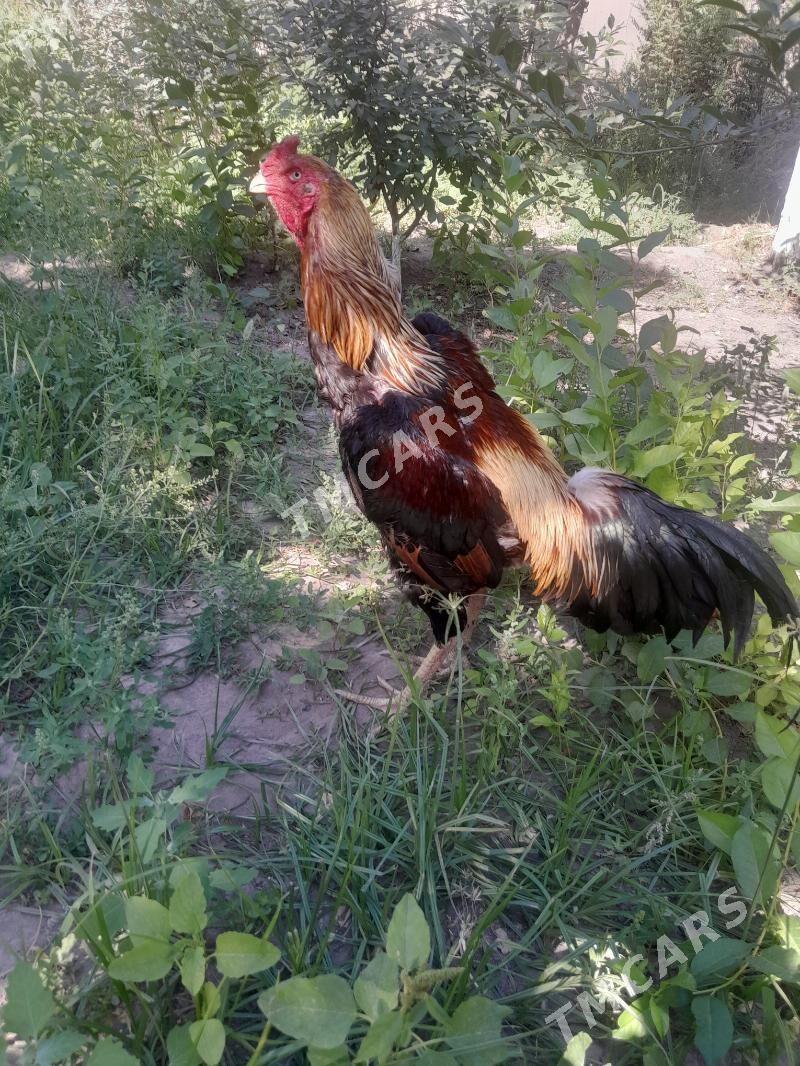 baysow - Türkmenabat - img 3