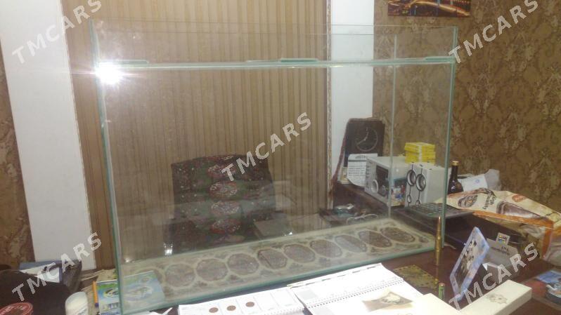 Аквариум - Aşgabat - img 2