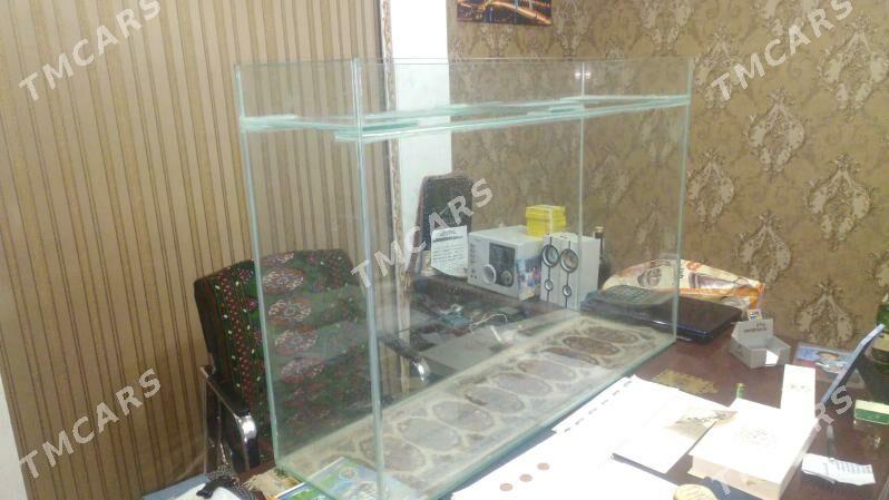 Аквариум - Aşgabat - img 3