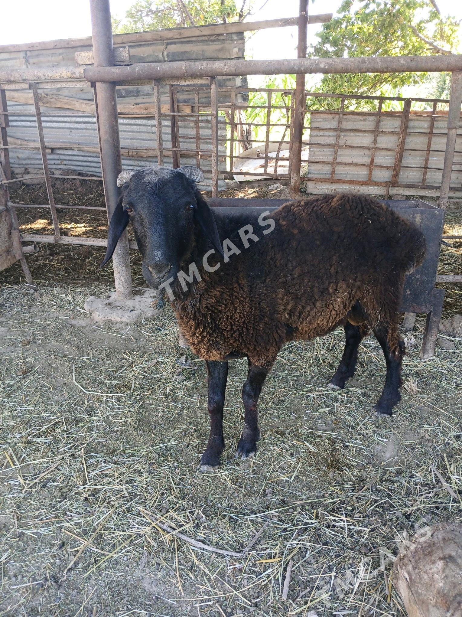 kockar - Türkmenabat - img 2