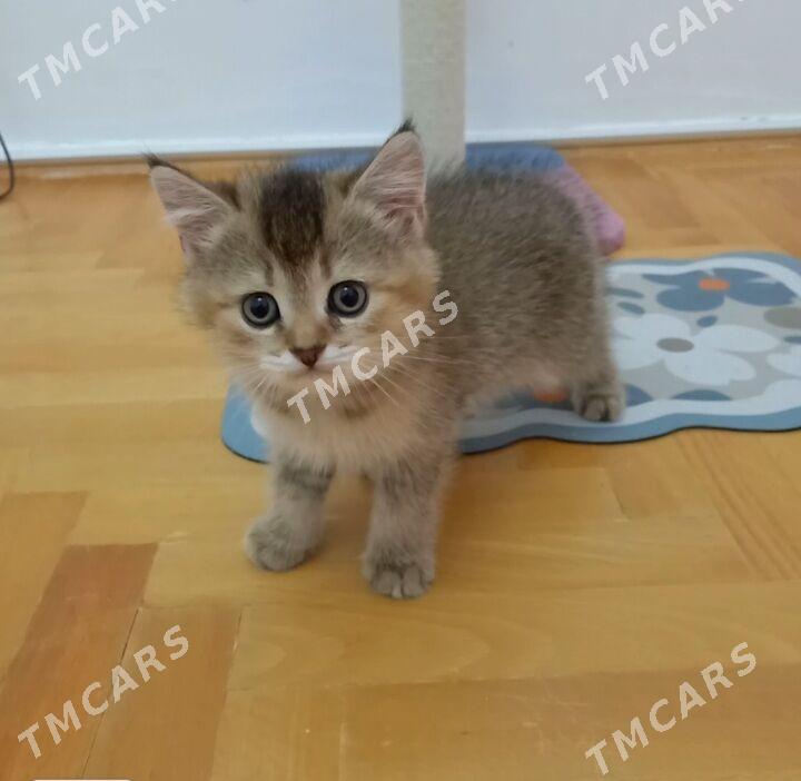 Котята - Aşgabat - img 4