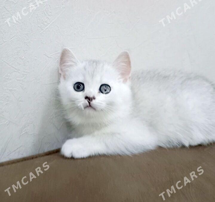 Котята - Aşgabat - img 3