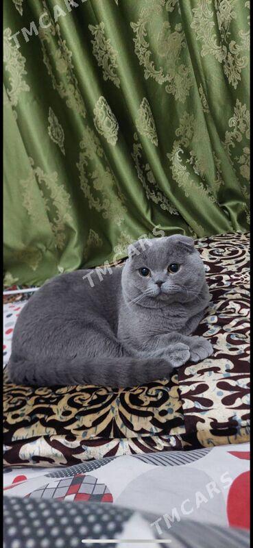 Şatlandski pişik - Гуртли - img 4