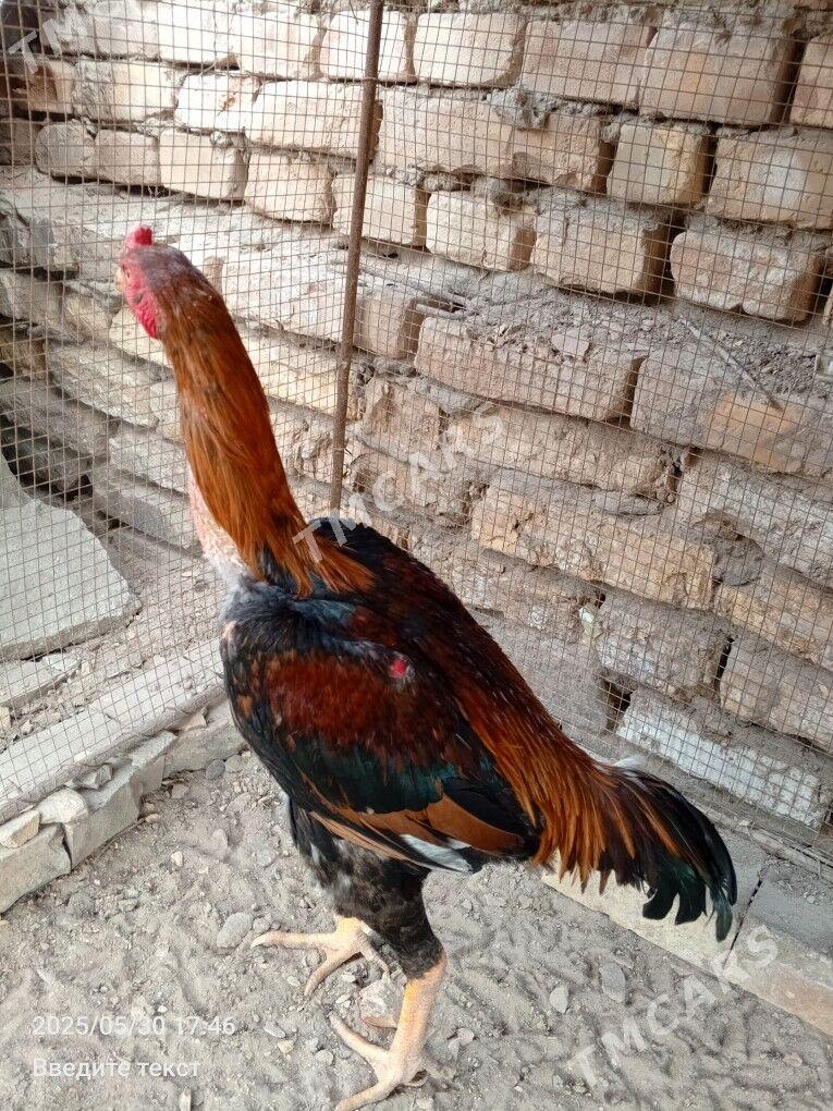 horaz - Türkmenabat - img 3