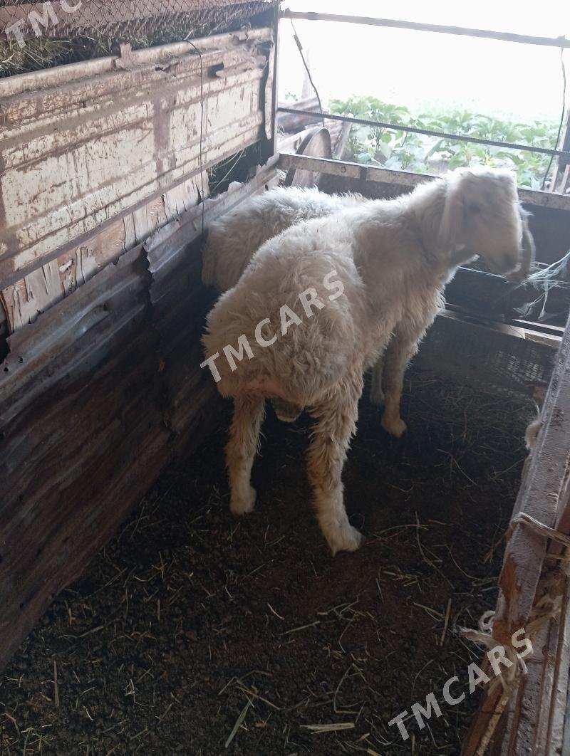 goçkar - Çärjew - img 3