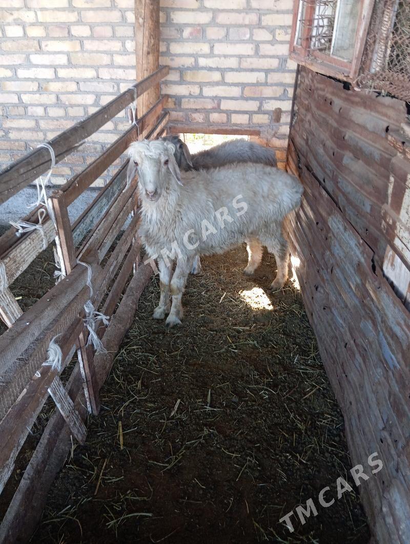 goçkar - Çärjew - img 6