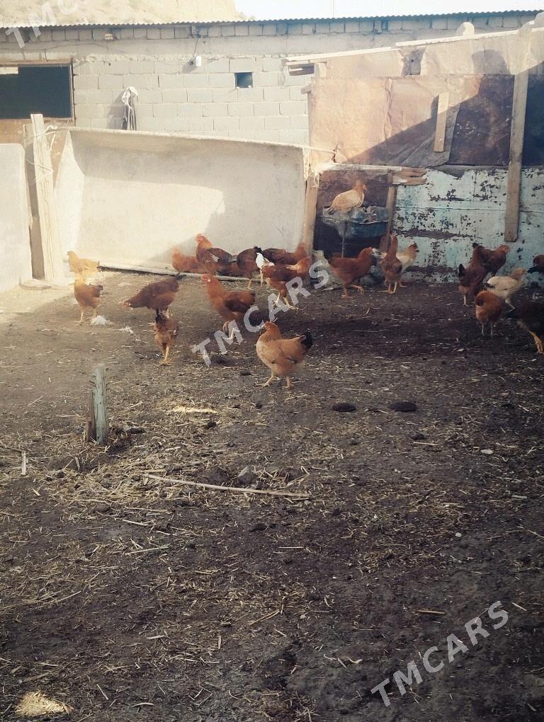 horaz jüyje - Gyzylarbat - img 6