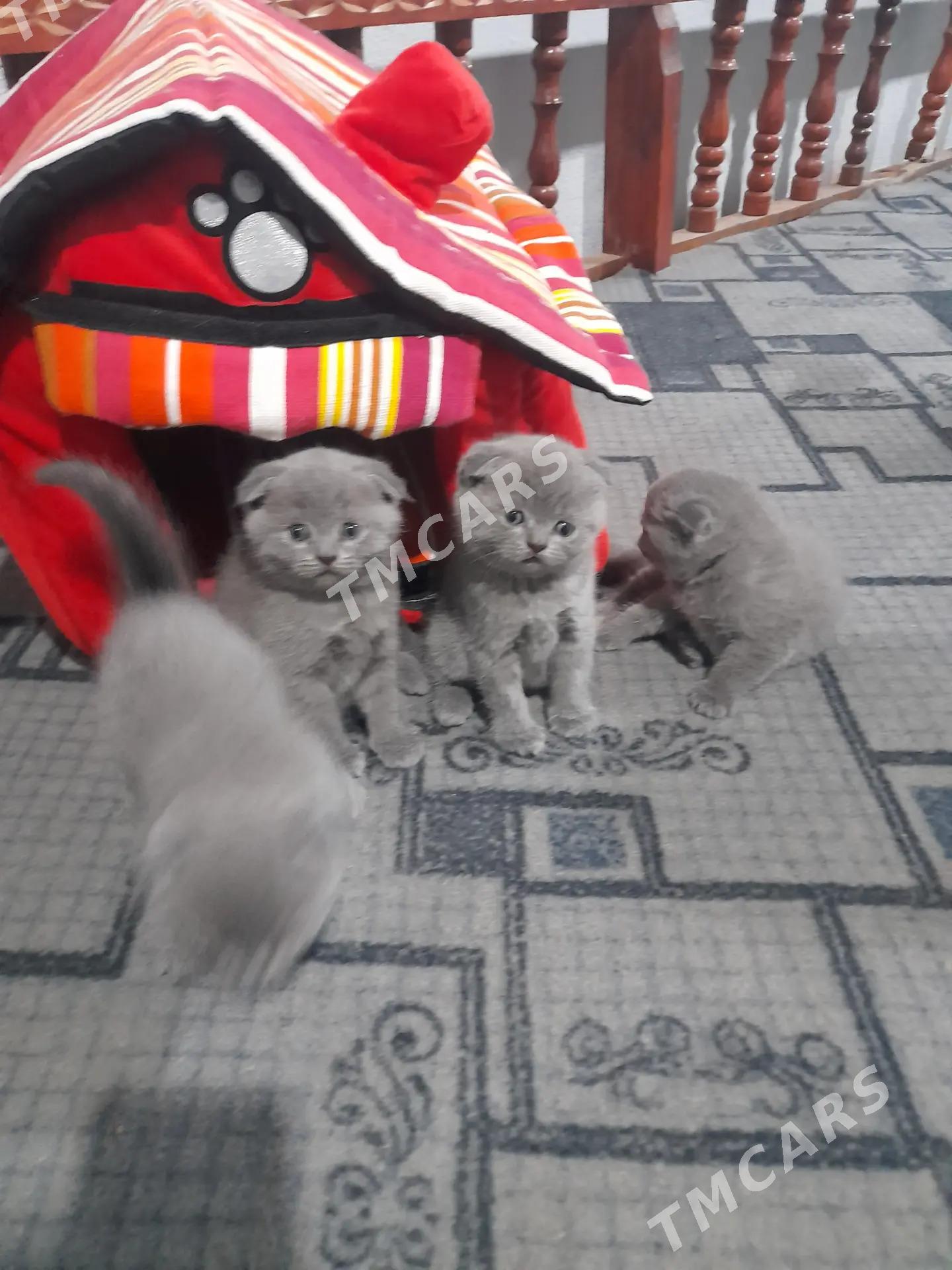 Pişik - Hitrowka - img 6