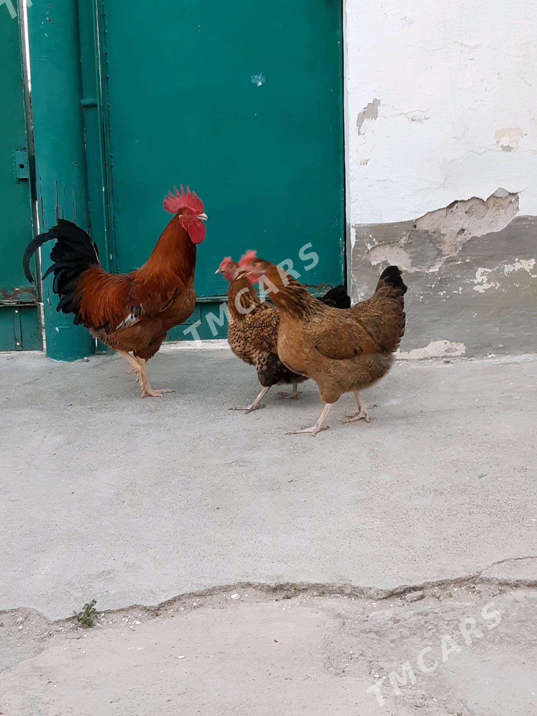Tokuw Horaz Kuçin paroda - Gyzylarbat - img 2