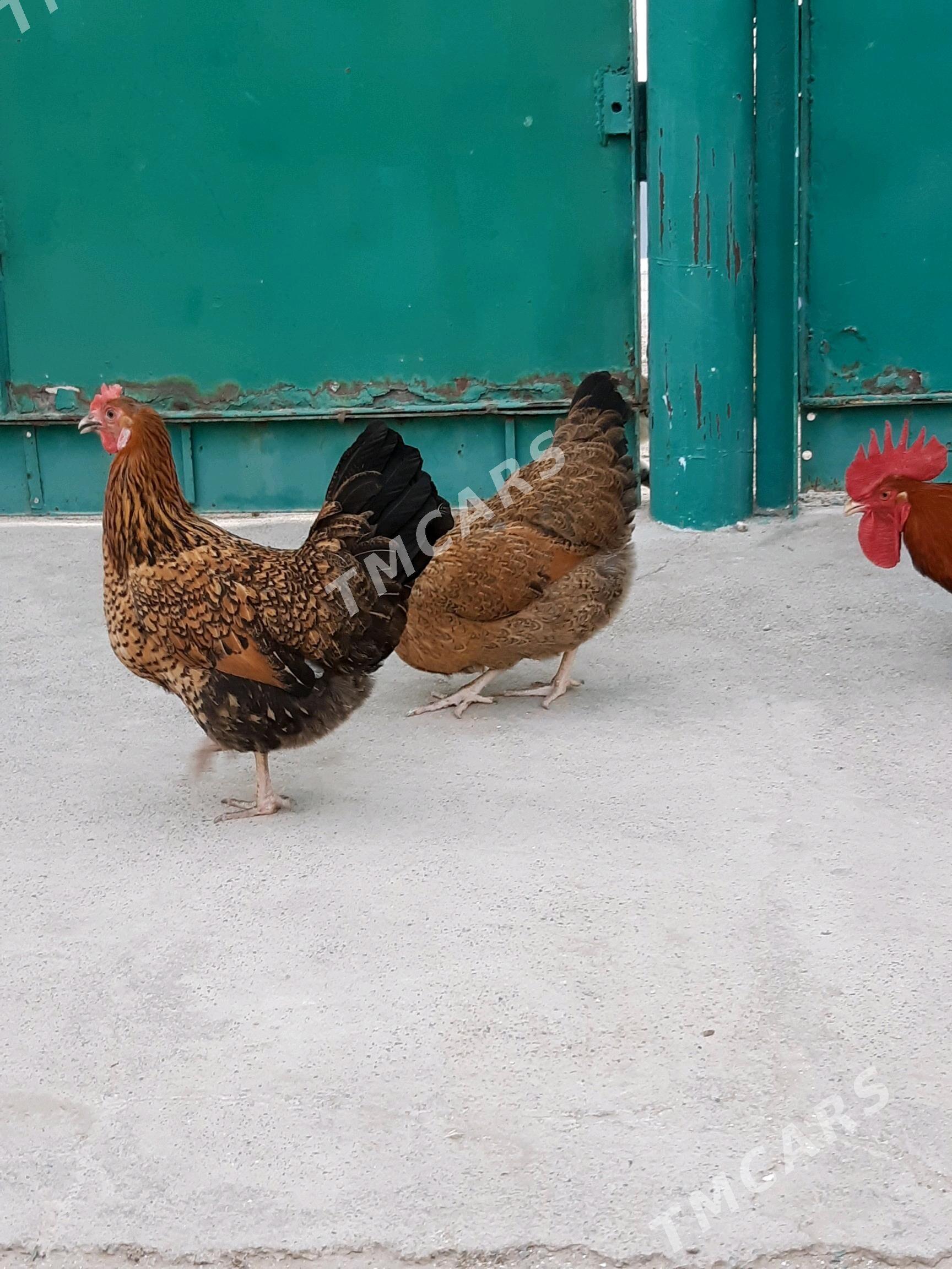 Tokuw Horaz Kuçin paroda - Gyzylarbat - img 5