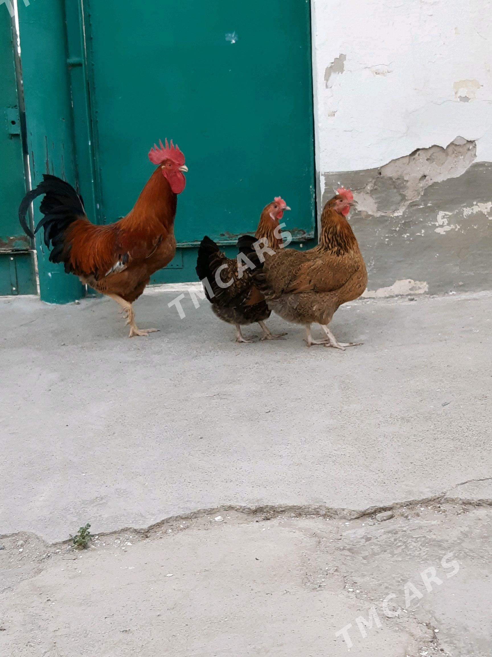 Tokuw Horaz Kuçin paroda - Gyzylarbat - img 4