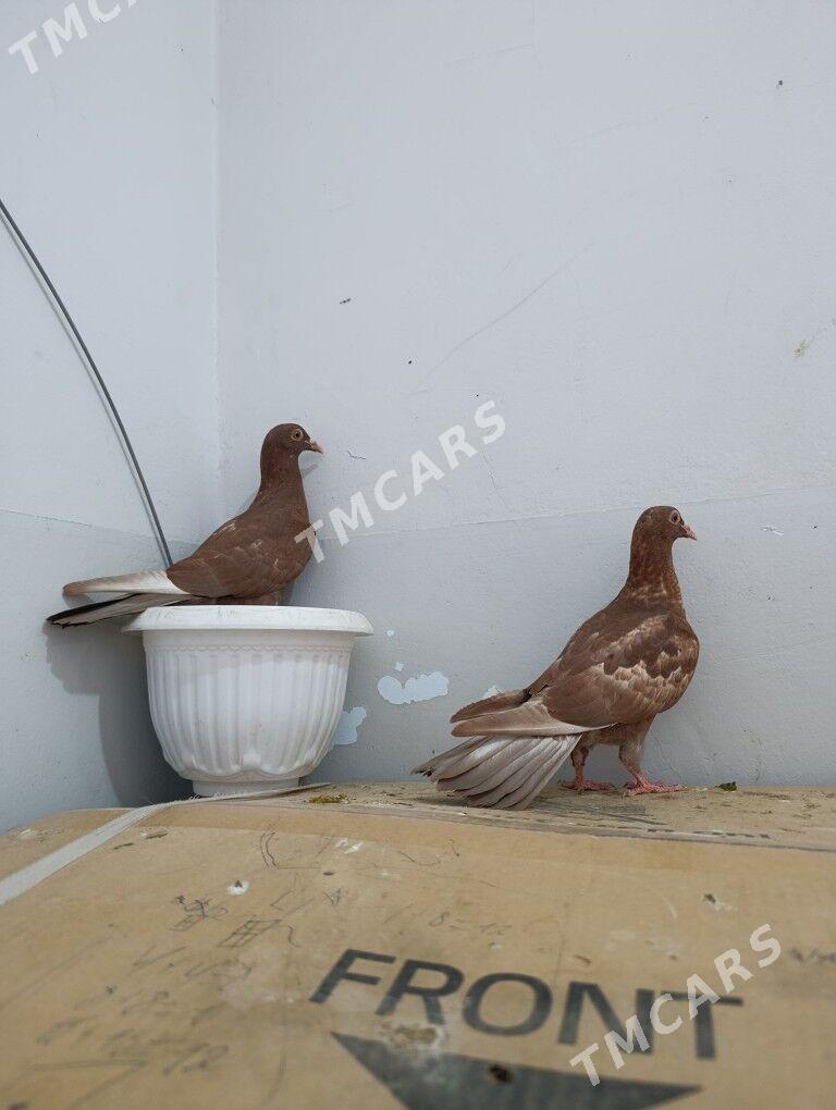 kepderi - Gyzylarbat - img 3