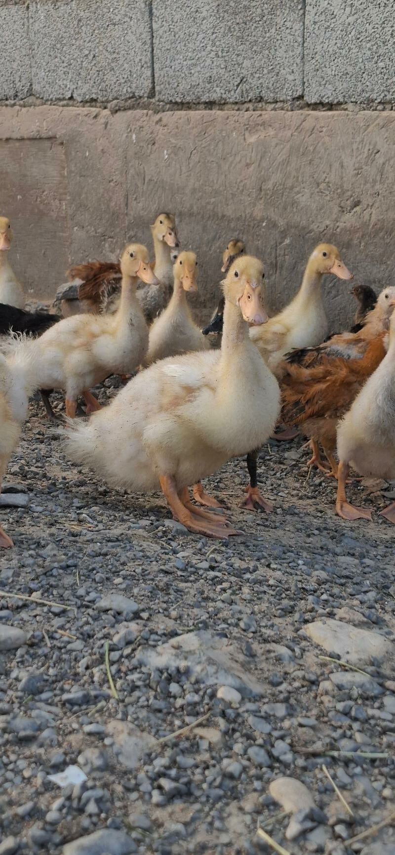 ördek we towuk jüỳje - Gyzylarbat - img 2