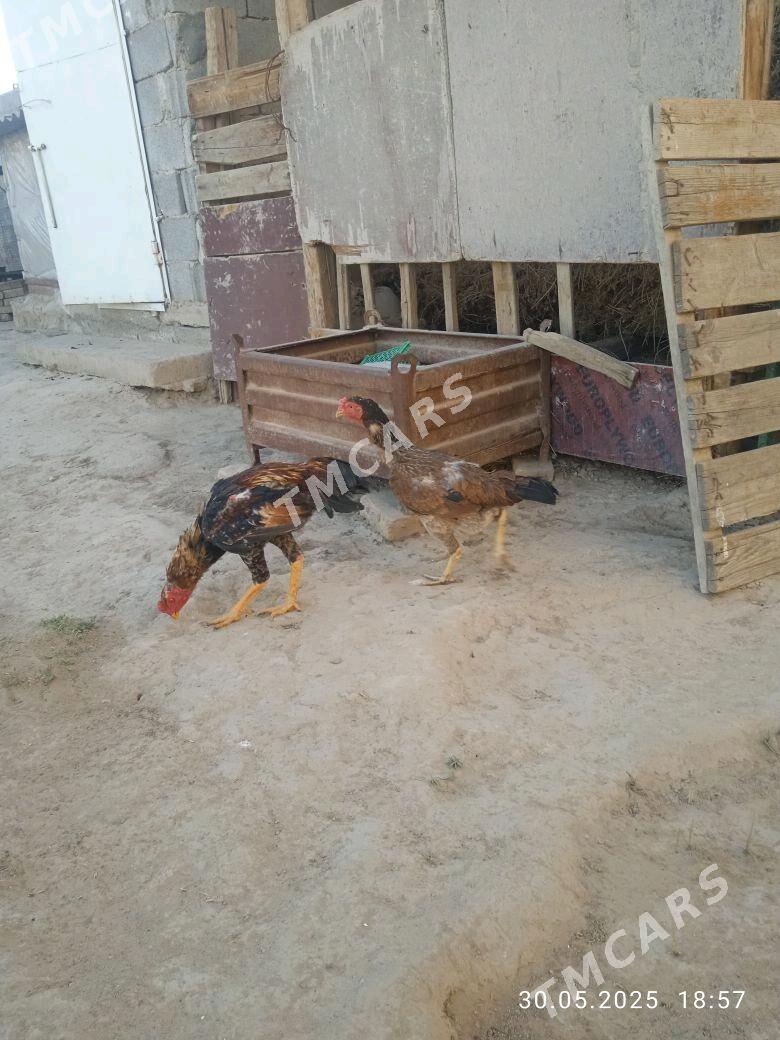 taskent horaz maki - Gypjak - img 2