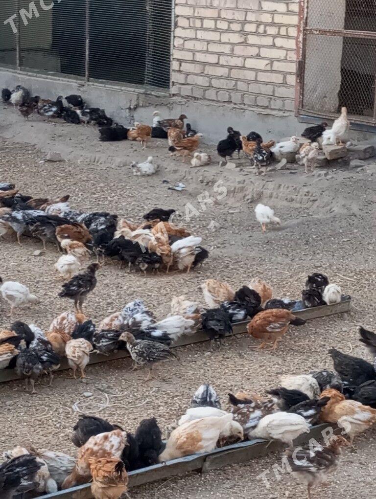 jujeler - Türkmenabat - img 2