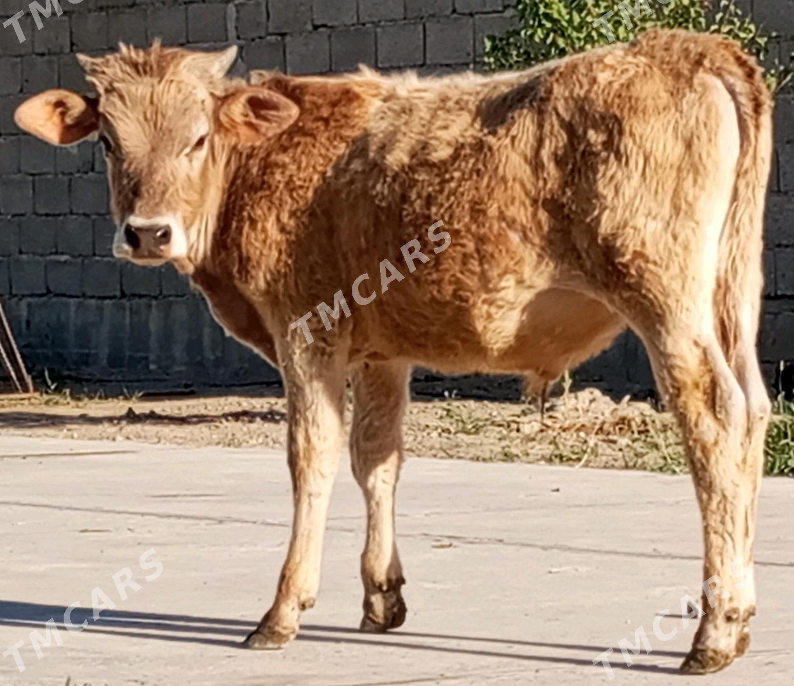 ÖKÜZ - Gökdepe - img 2