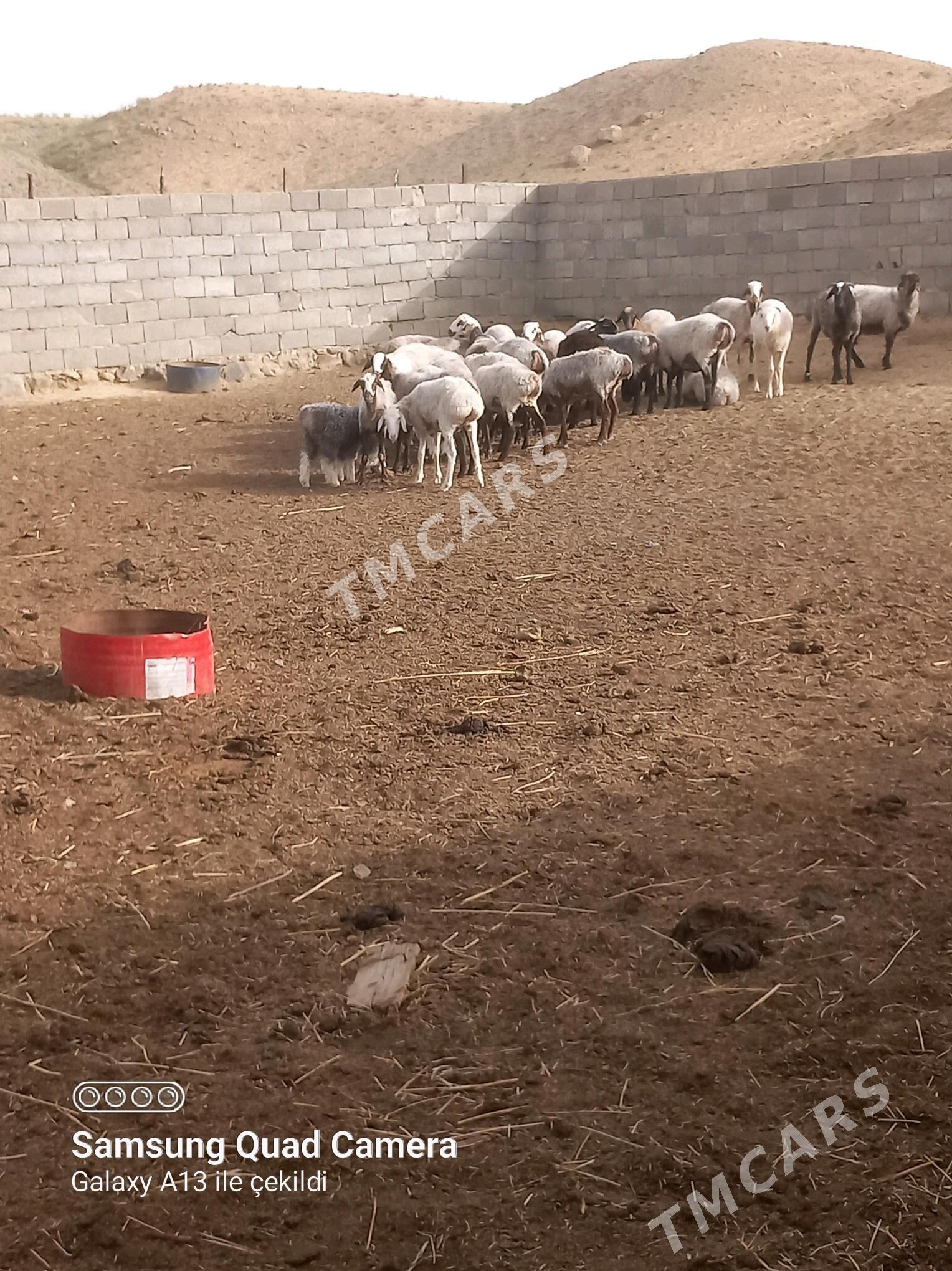 işşekler - Gyzylarbat - img 3