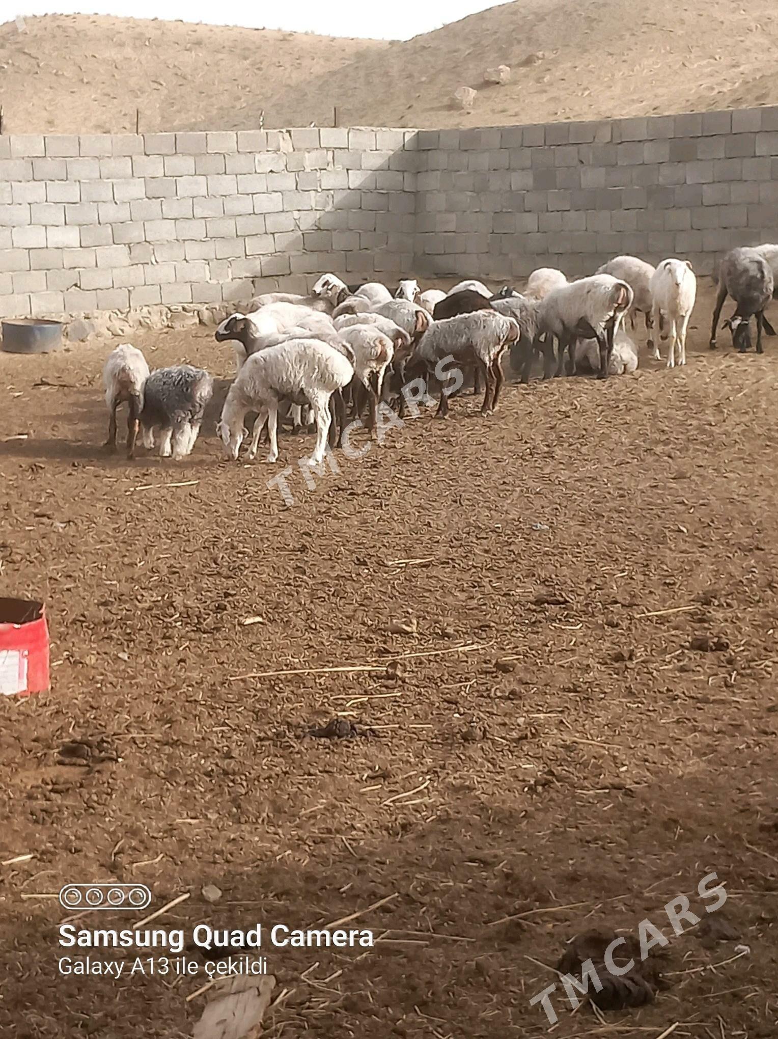 işşekler - Gyzylarbat - img 4