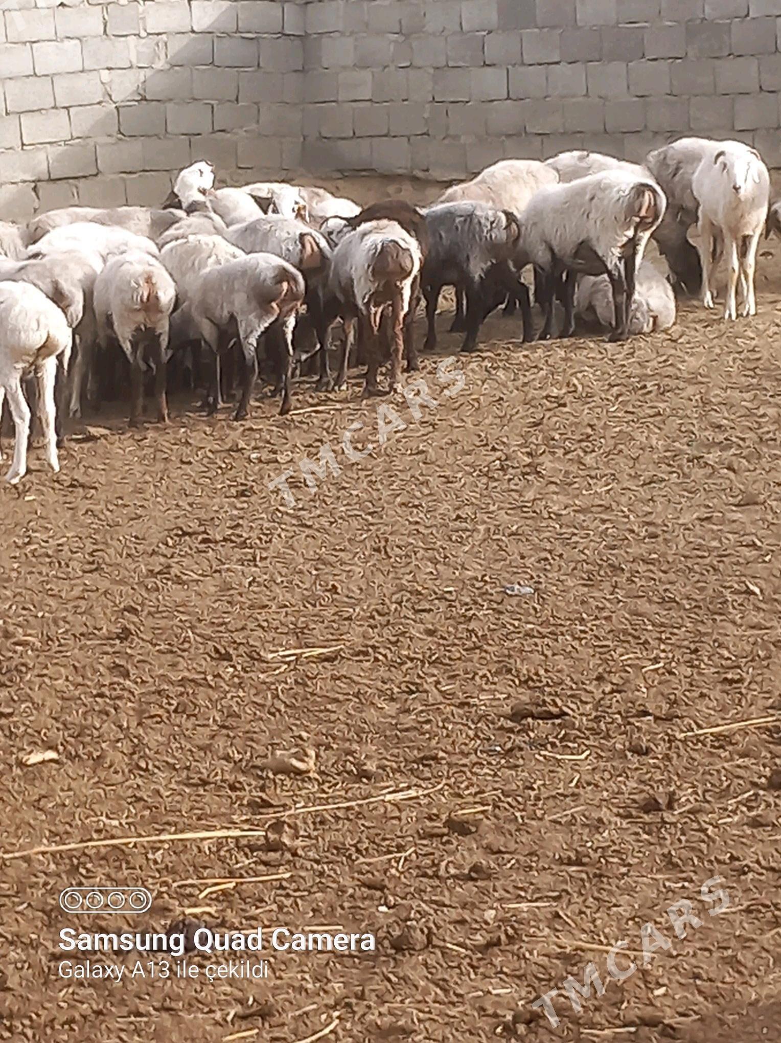 işşekler - Gyzylarbat - img 2