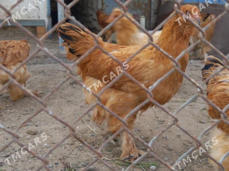 brama towuk horaz - Türkmenbaşy - img 3