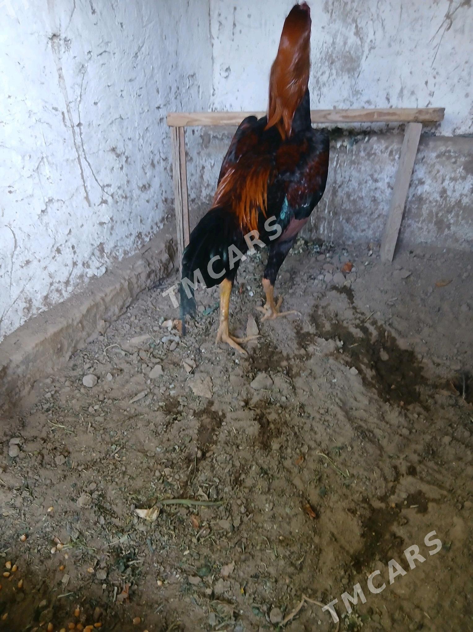 baysok - Сакарчага - img 2