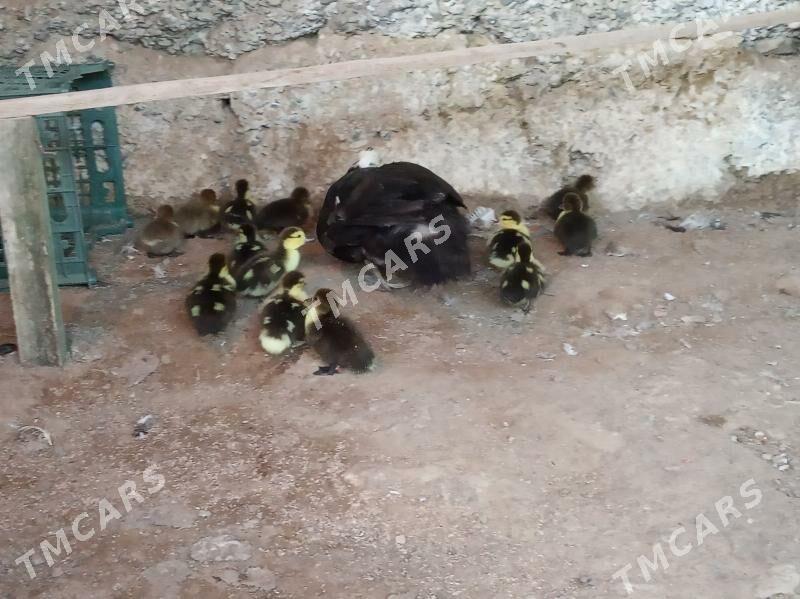 İndawutga - Köşi - img 2