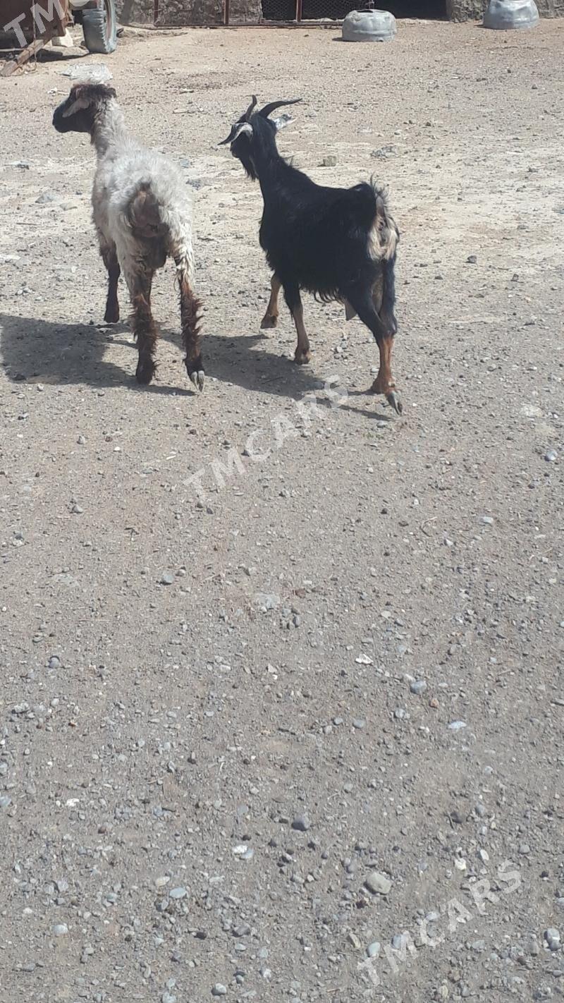 goyun geçi - Bereket - img 2