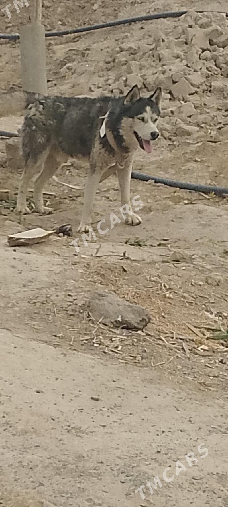 İT - Murgap - img 2
