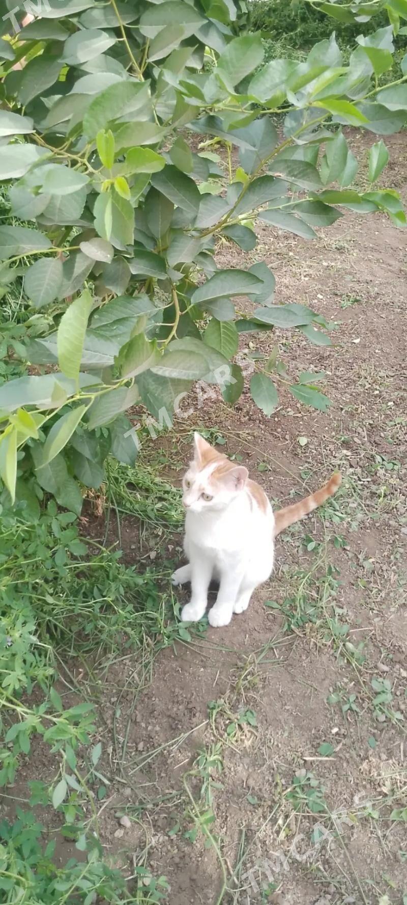 кот домашний - Türkmenabat - img 2