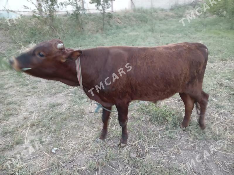 öküzçe - Türkmenabat - img 2