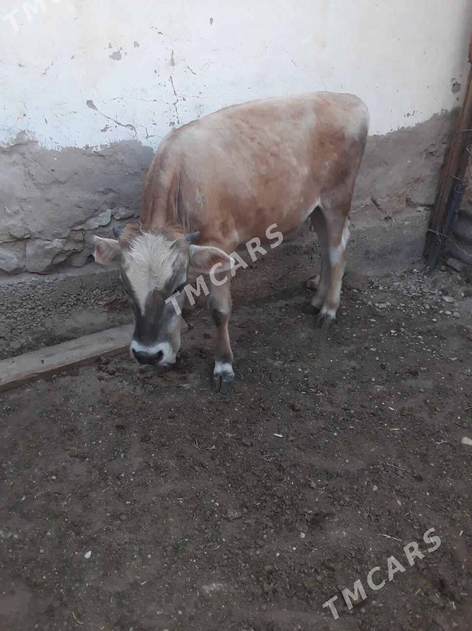 öküz - Balkanabat - img 3