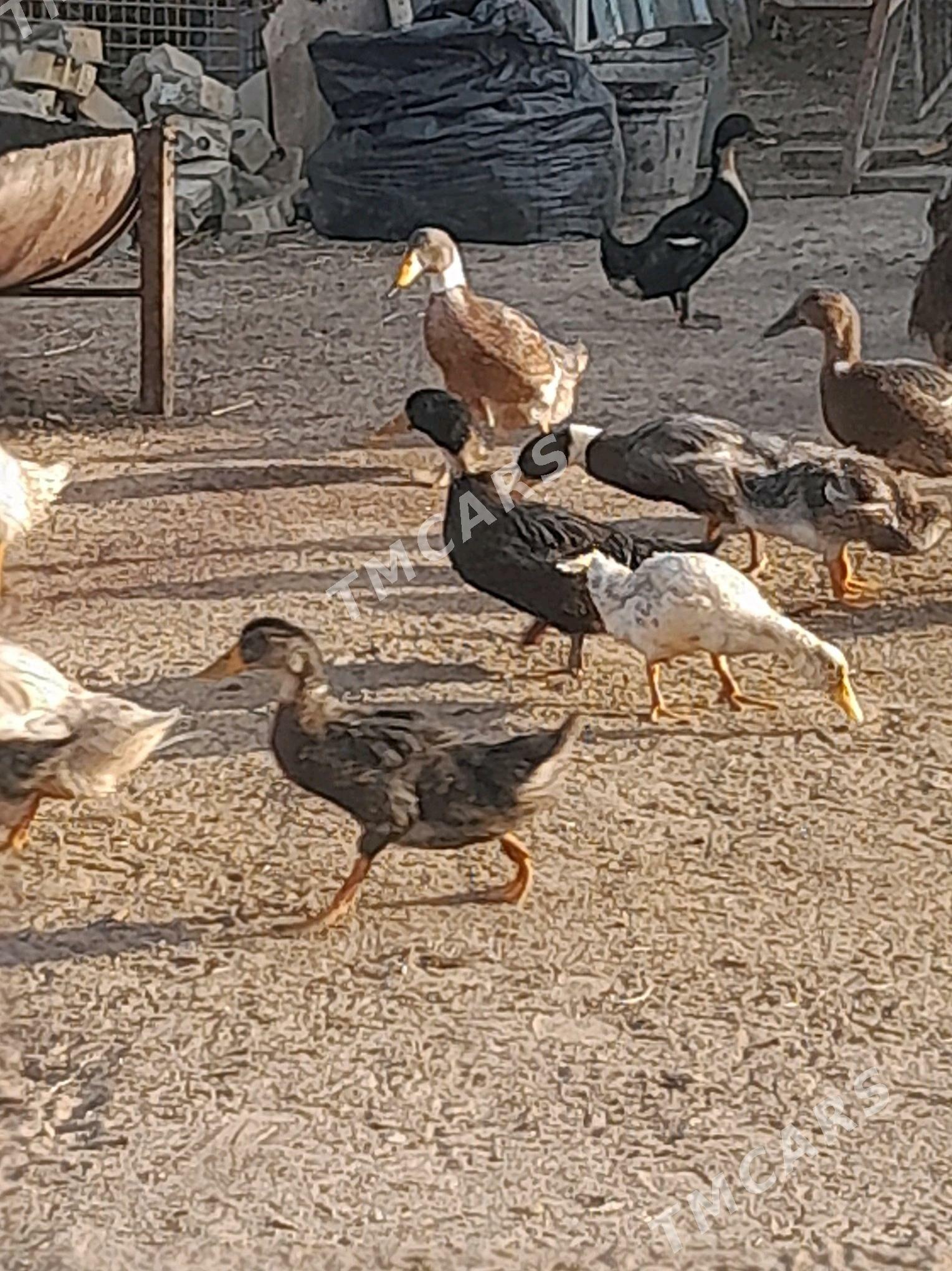 gak gak ordek 3 ay bolan - Сакарчага - img 3