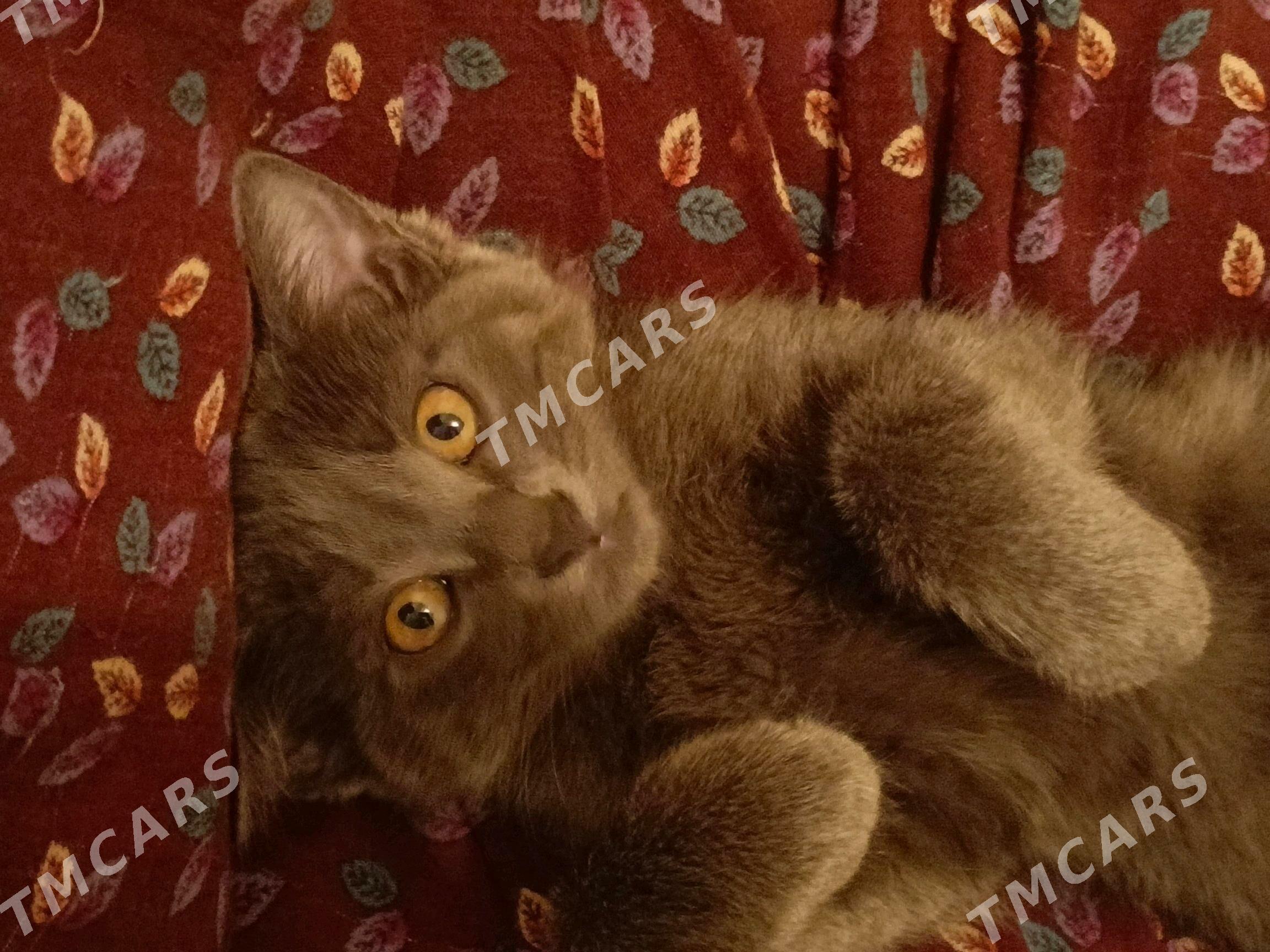 котенок - Türkmenabat - img 3