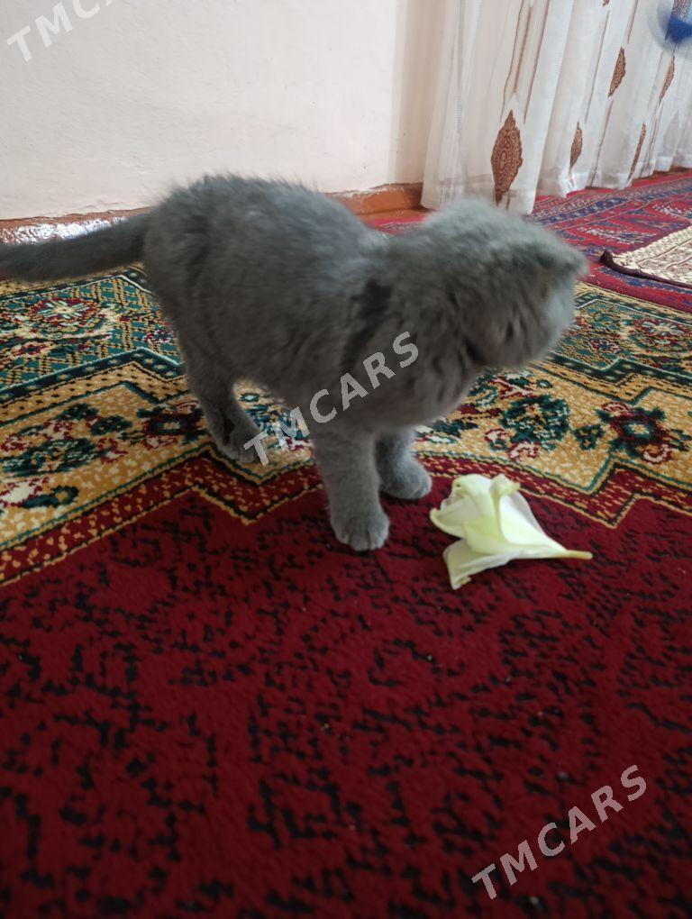 Веслаухий шотландский кот - Aşgabat - img 2
