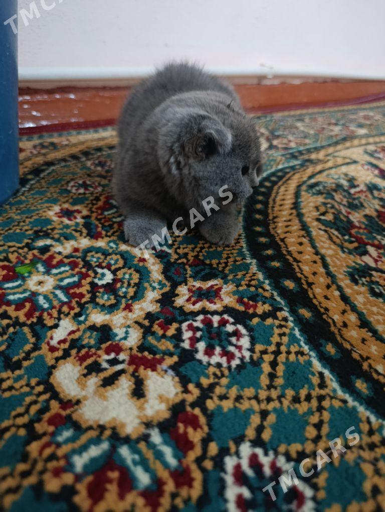 Веслаухий шотландский кот - Aşgabat - img 3