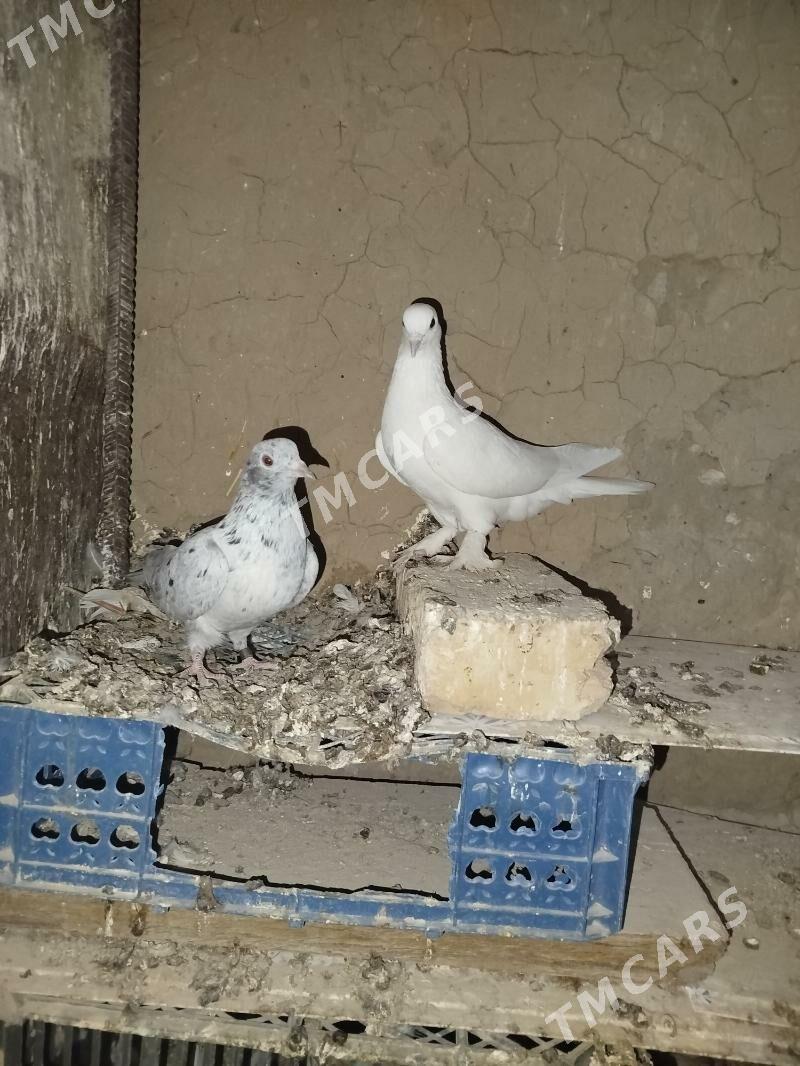 kepderi - Gyzylarbat - img 2