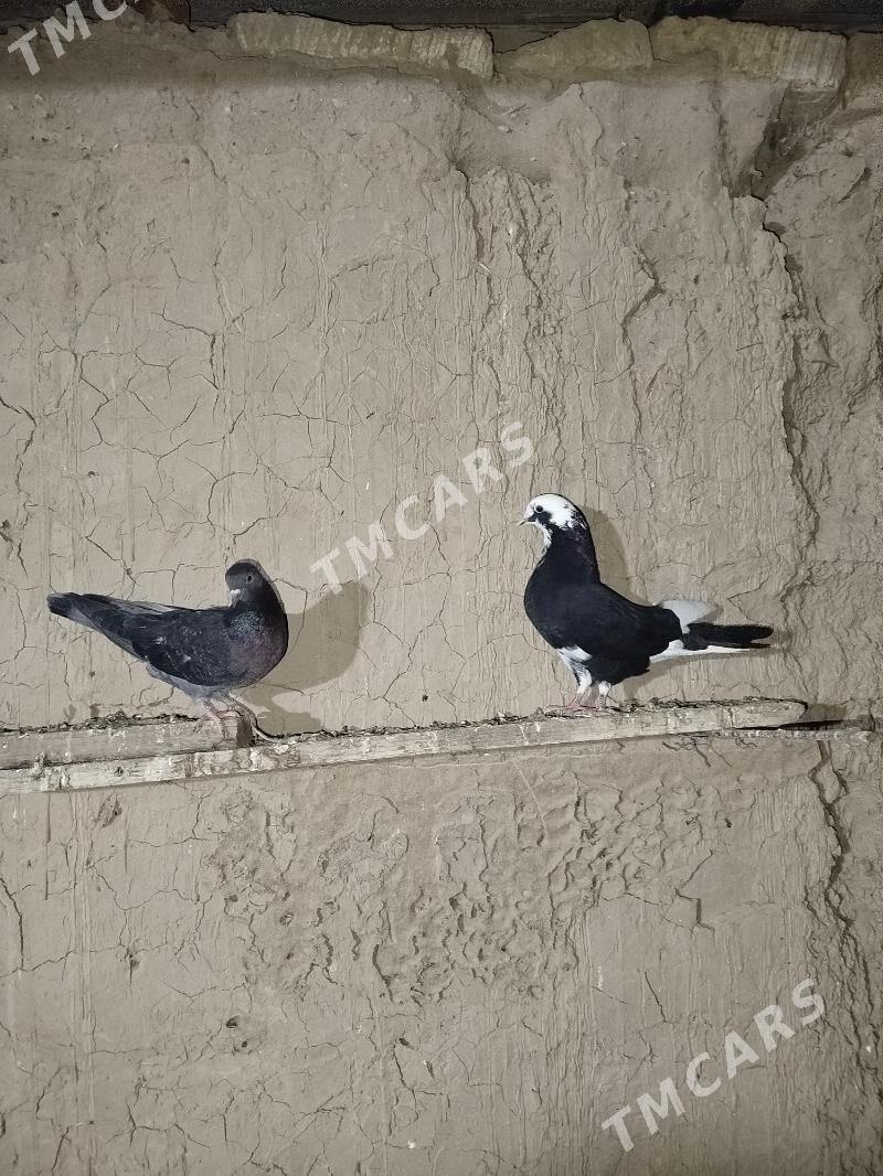 kepderi - Gyzylarbat - img 5