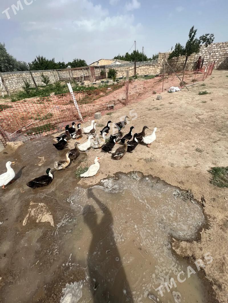 ordek - Türkmenbaşy - img 3