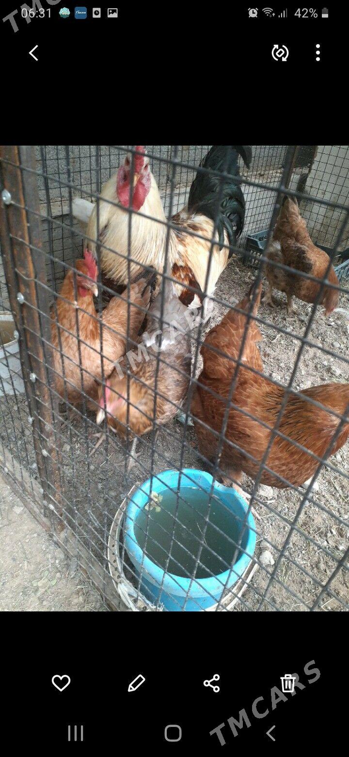 horaz paroda - Çoganly - img 3