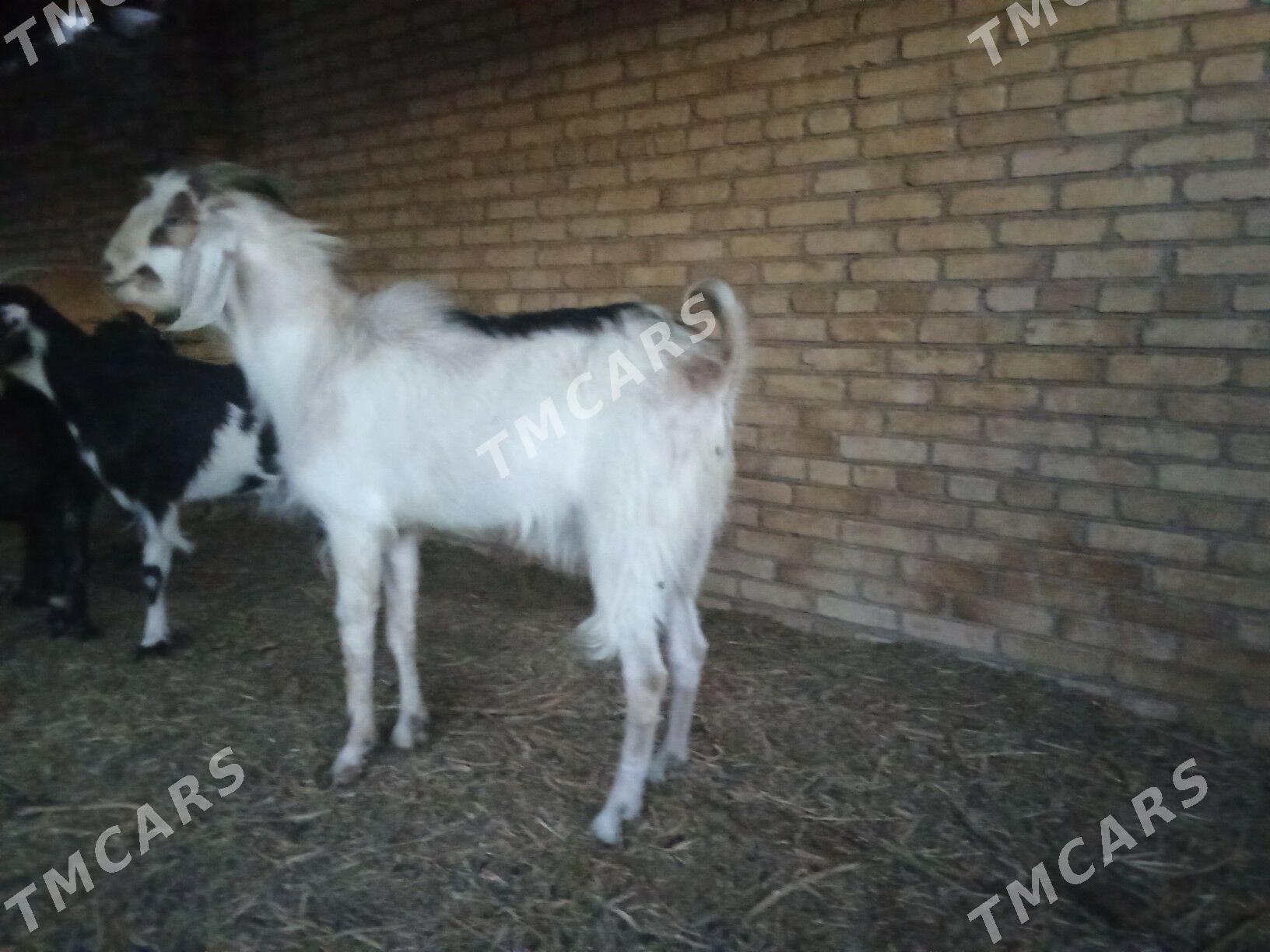 PÄKİSTAN TEKE. - Kerki - img 2