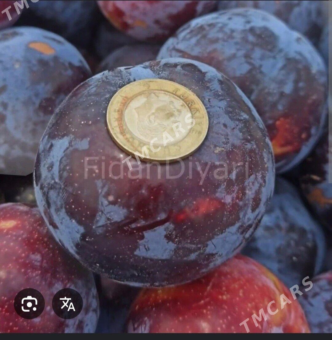TURK NAHAL GARALY - Ruhabat (90-njy razýezd) - img 3