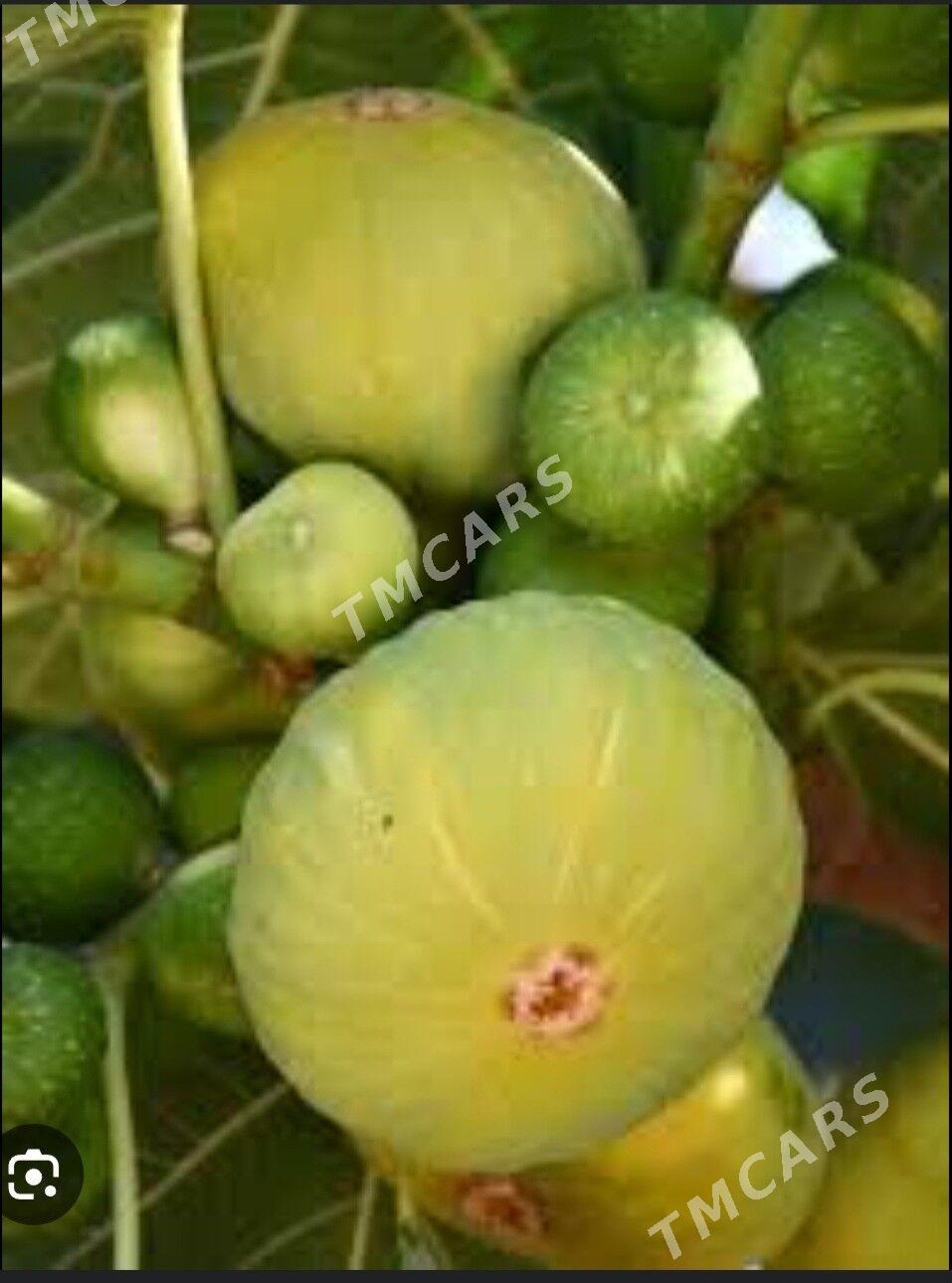 TURK NAHAL INJIR - Ruhabat (90-njy razýezd) - img 4