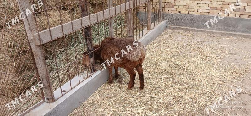 koçkar kuzu - Türkmenabat - img 2