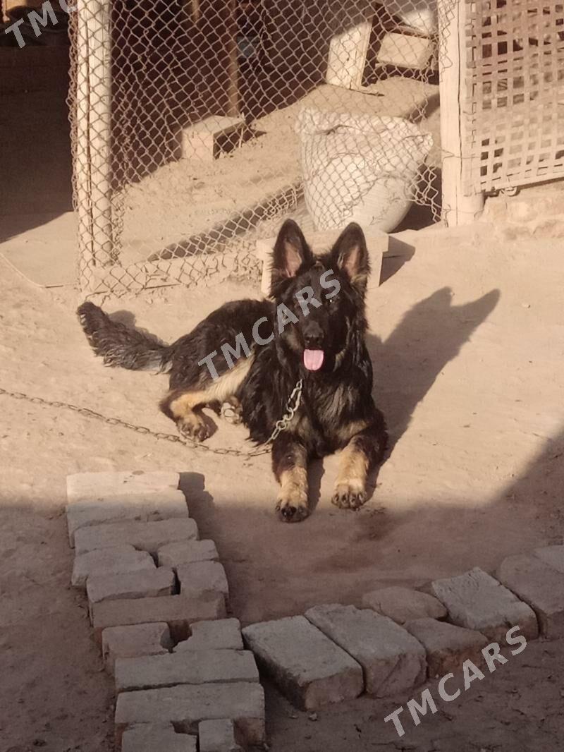 çysty nemes afcarka - Kerki - img 2