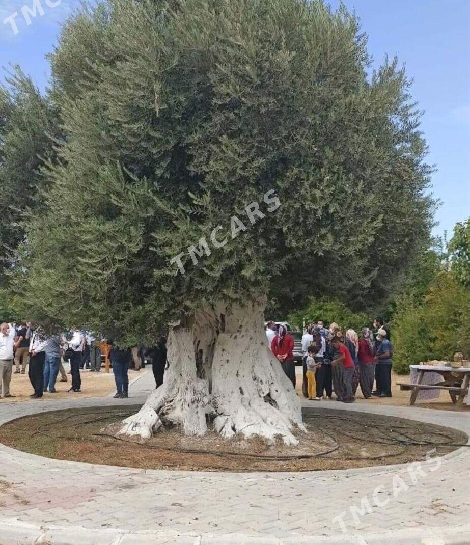 TURK NAHAL ZEYTUN - Ruhabat (90-njy razýezd) - img 7